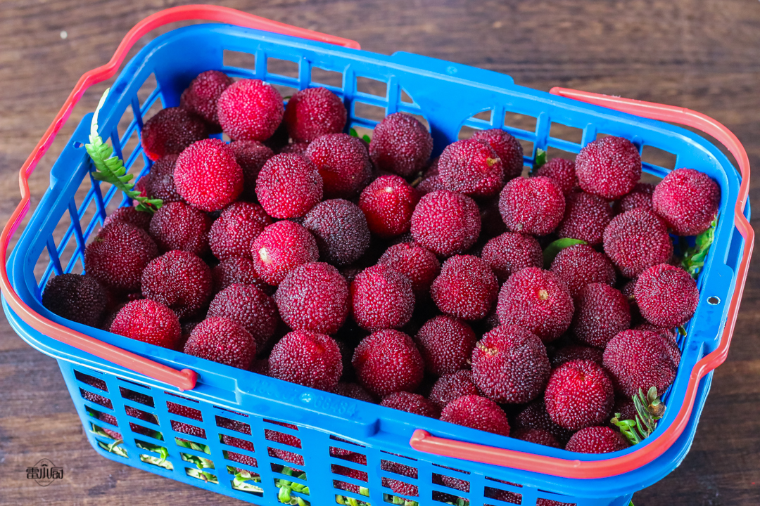 盐水为什么可以泡出杨梅里的虫子,为什么淡盐水可以泡出杨梅的虫子