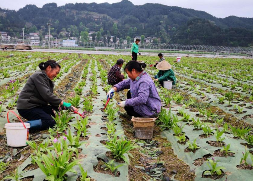 农村最赚钱的种植项目有哪些,现在农村做什么种植最赚钱最稳