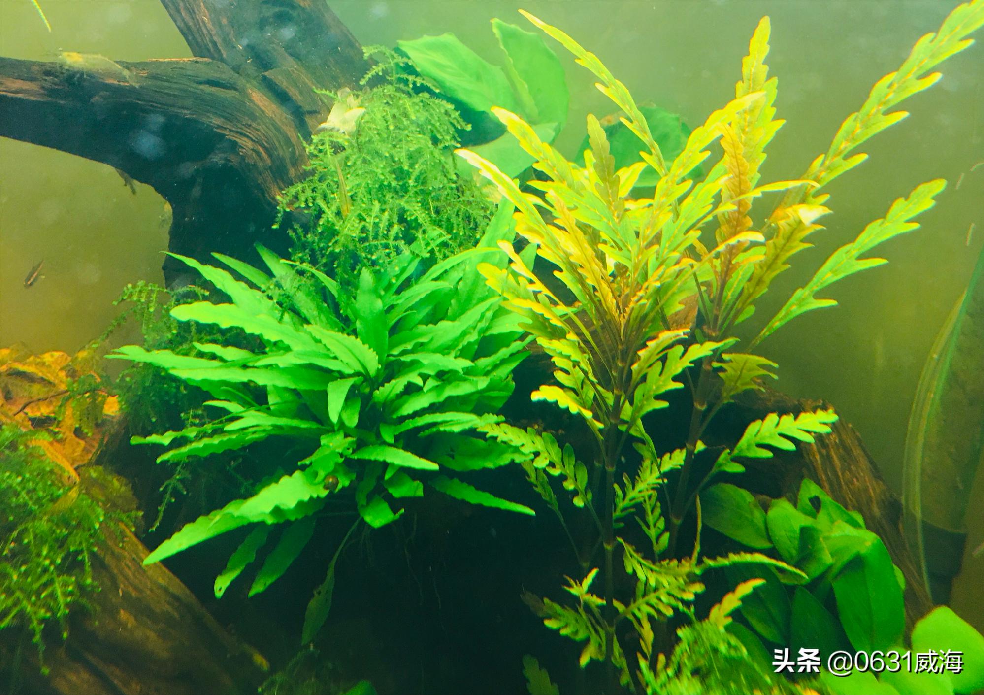 新手养金鱼的方法和技巧图解教程,养金鱼的技巧和方法方便简单