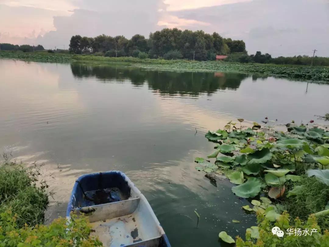 为什么池塘里的水一直很浑浊,草缸水面有气泡和油膜是怎么回事