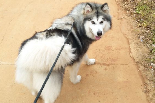 怎么确定阿拉斯加发情,阿拉斯加发情过了会有什么症状