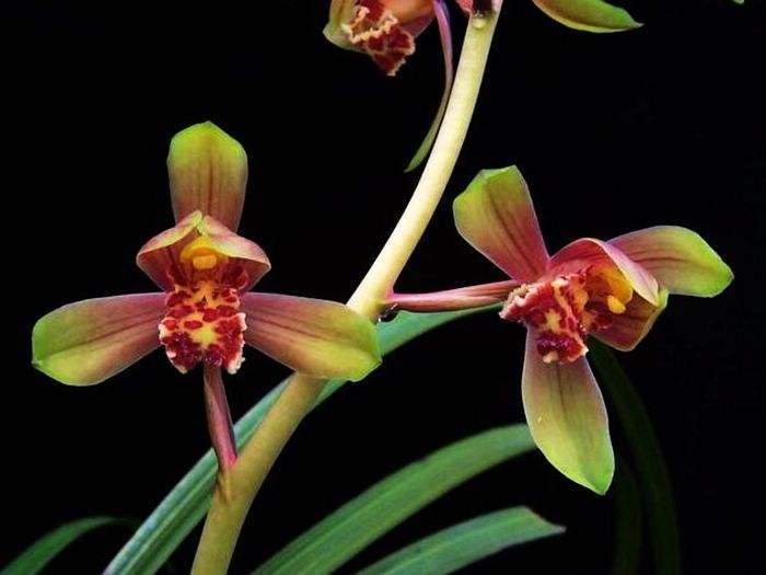 大花蕙兰花苞怎么养护,蕙兰有花苞后怎么养护