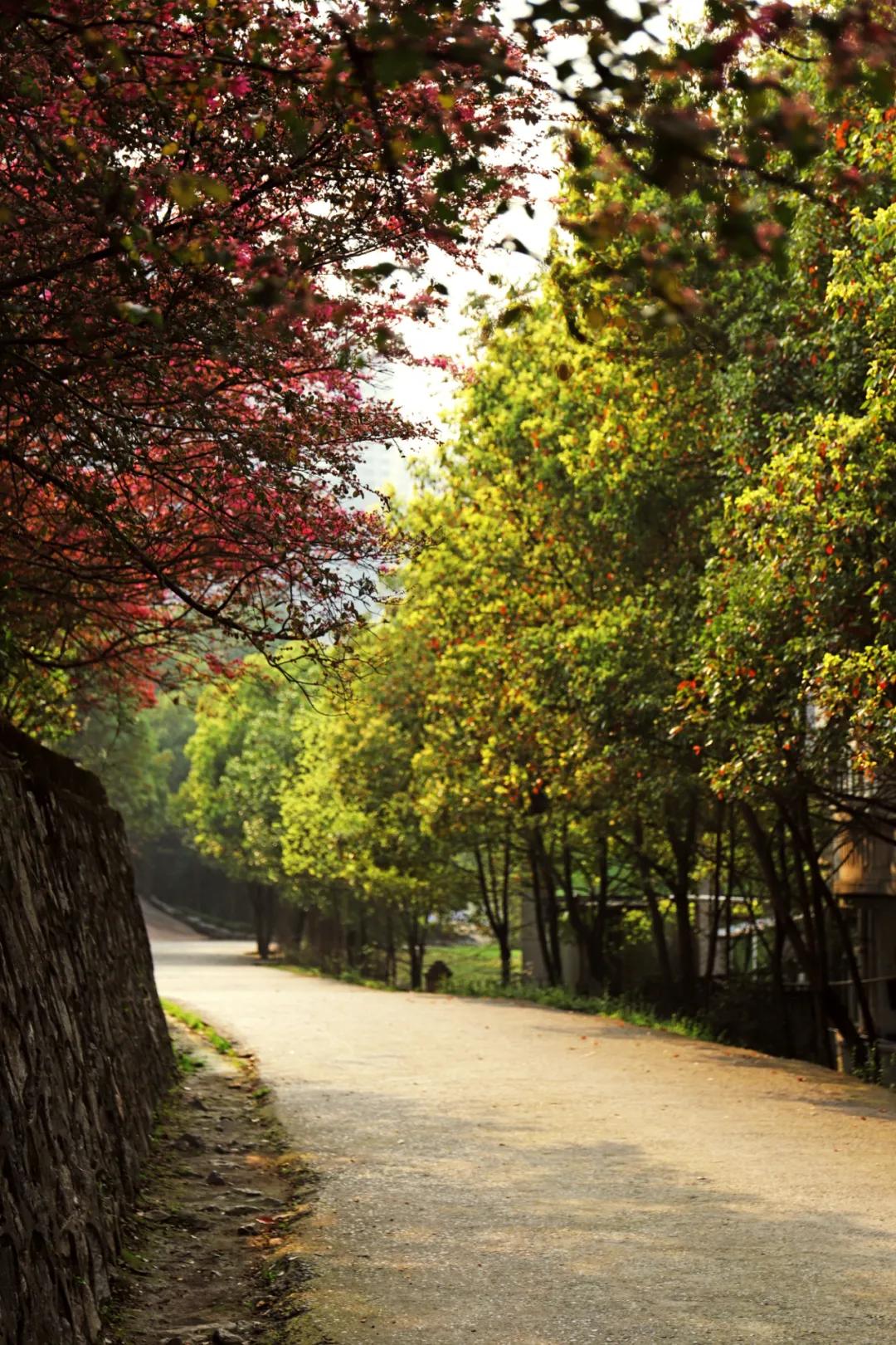 迎接校园里的百花齐放,教室窗外百花齐放
