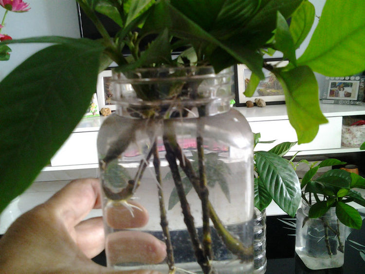 水培栀子花正确方法,栀子花水培生根