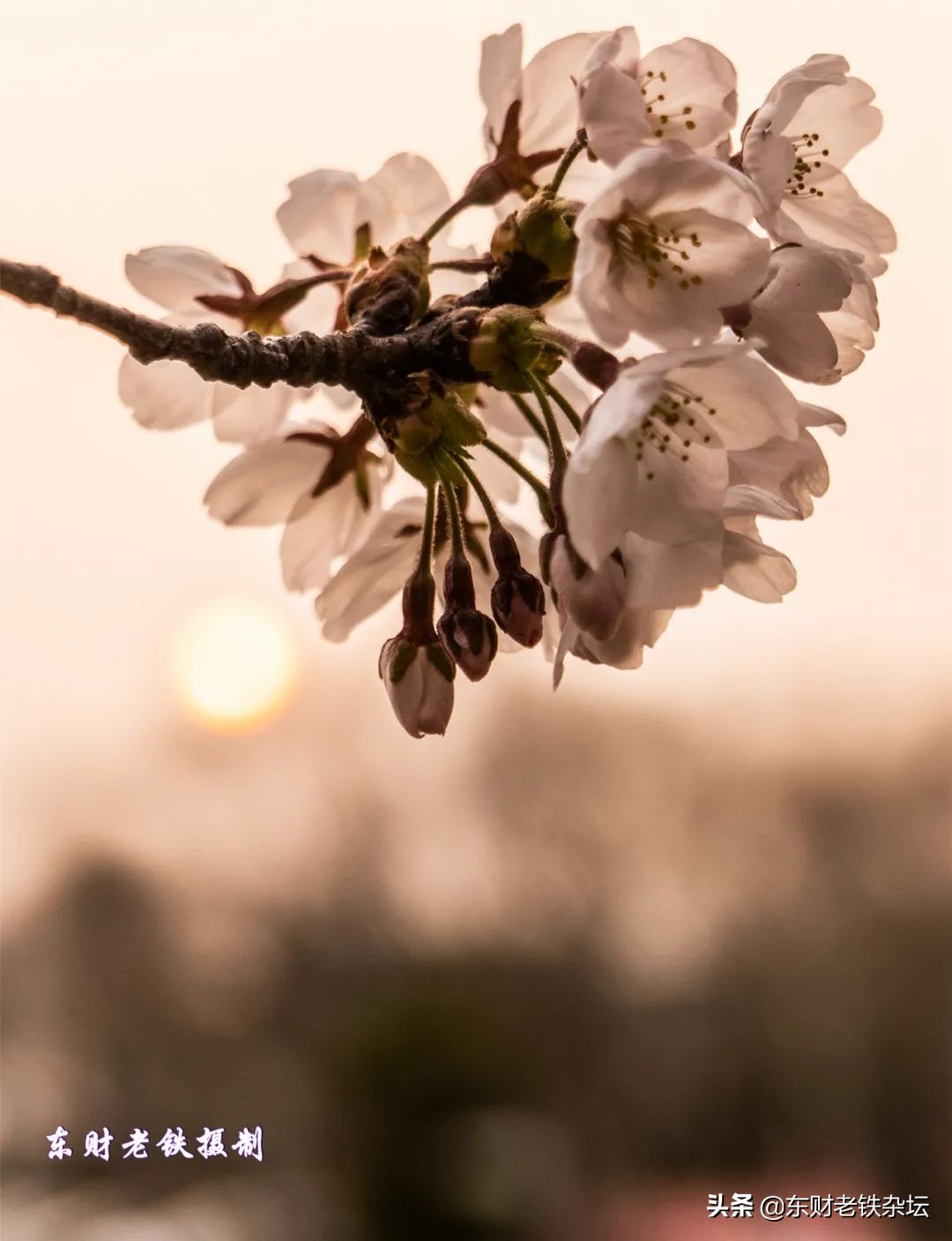 网红美景,网红一棵树樱花园
