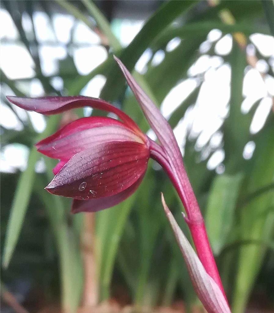 云南红河红兰花,云南红河精品兰花