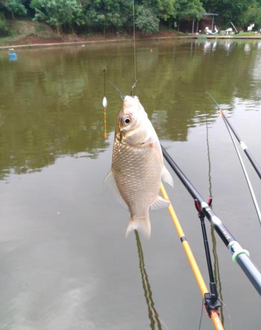 新手选鱼竿怎么选,新手怎么选鱼竿最合适