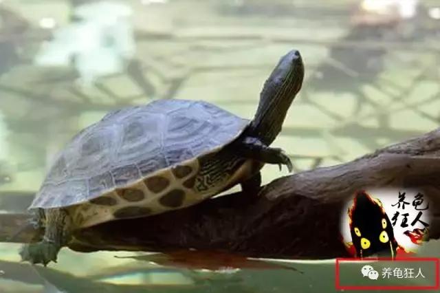南石龟草龟花龟哪个体型大,草龟花龟珍珠龟哪个更好养
