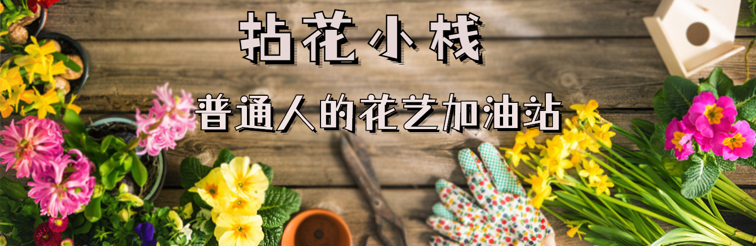 中国国花常识,各国国花的寓意