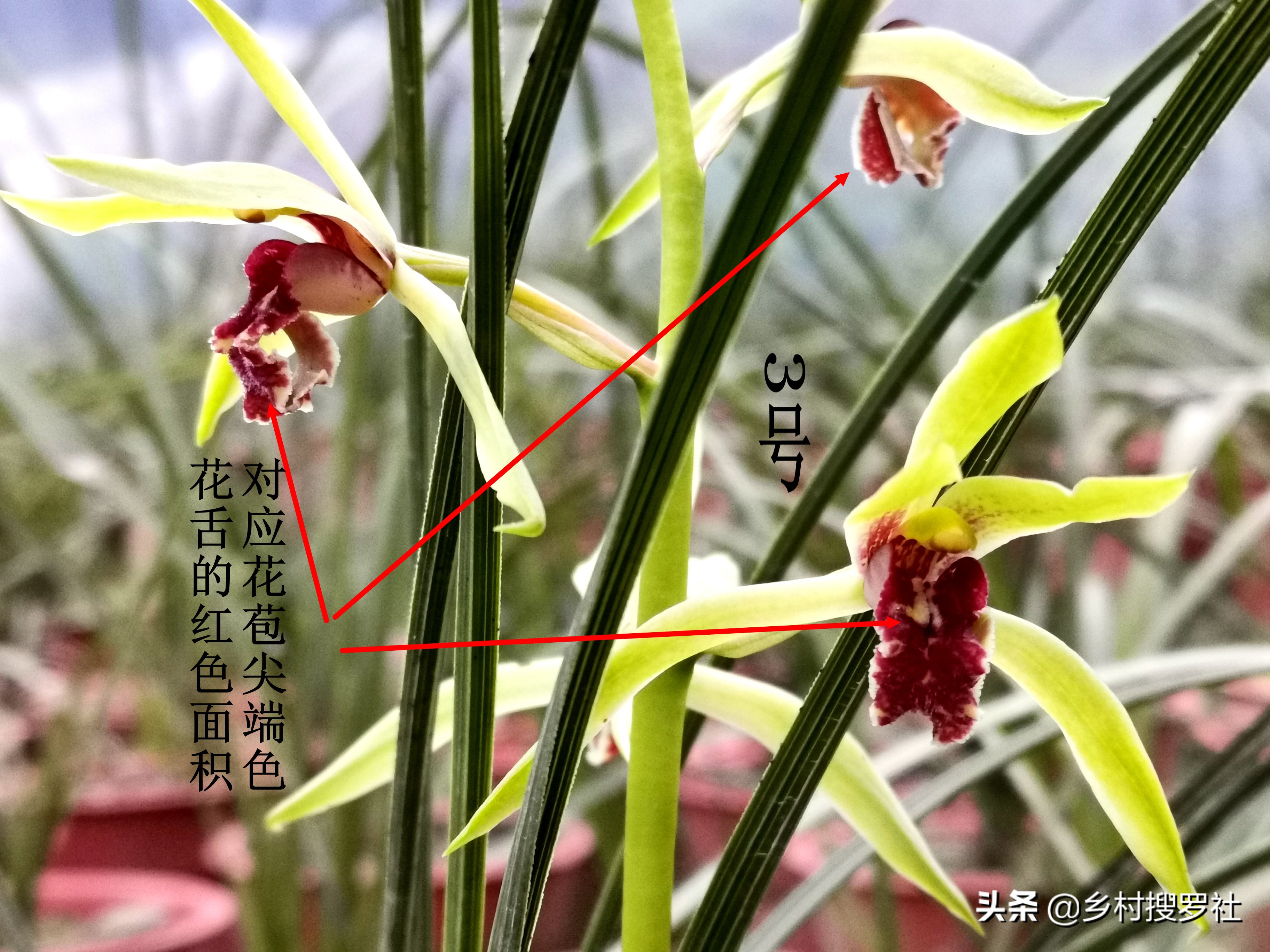 怎么通过花苞判断兰花开什么花,兰花要达到一个怎样的标准才开花