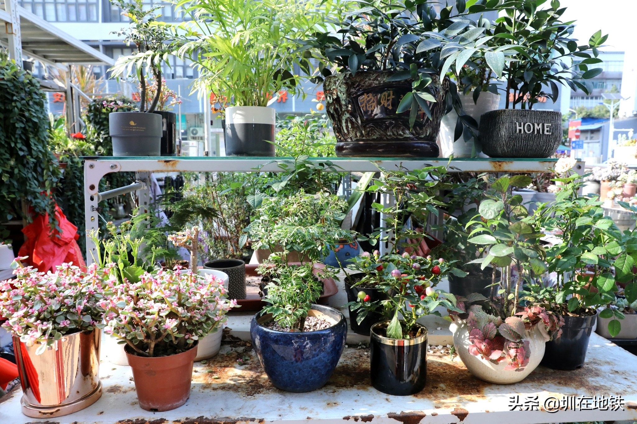 乘坐地铁到滘口花卉市场,从地铁到花卉市场