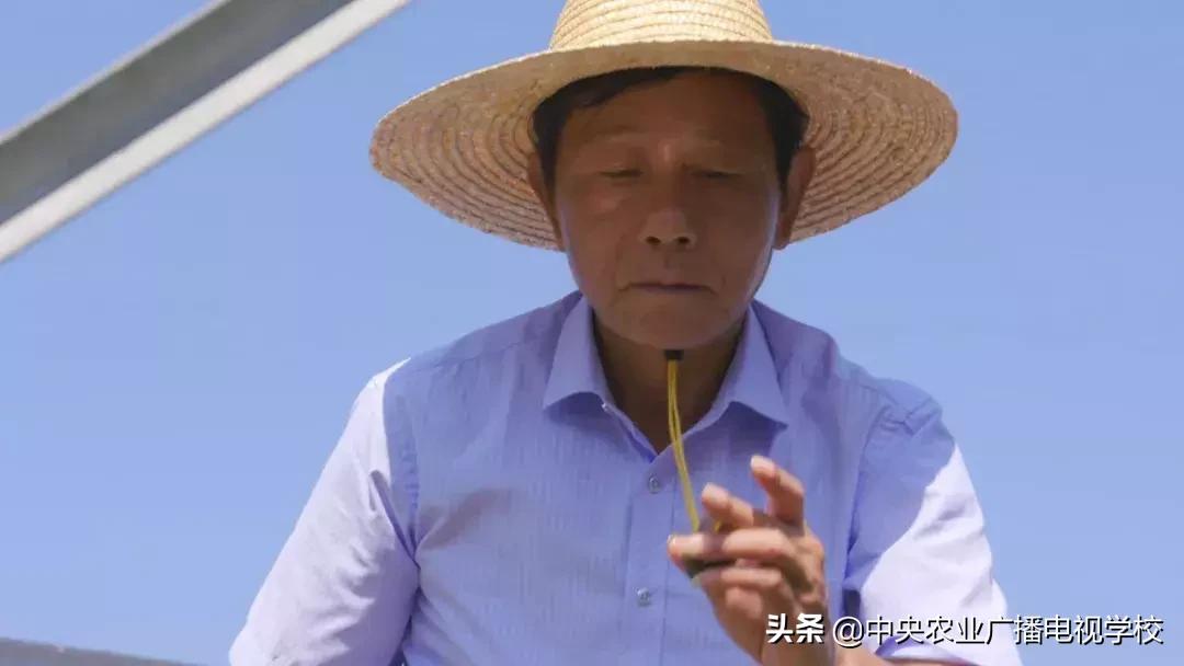 田间示范秀养黑水虻,田间示范秀稻田养鱼