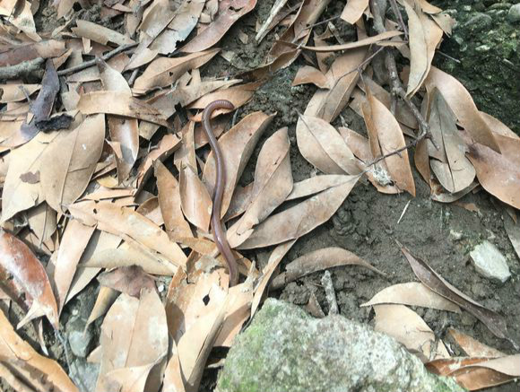 罗非鱼用蚯蚓好钓嘛,用蚯蚓能钓得到罗非鱼吗