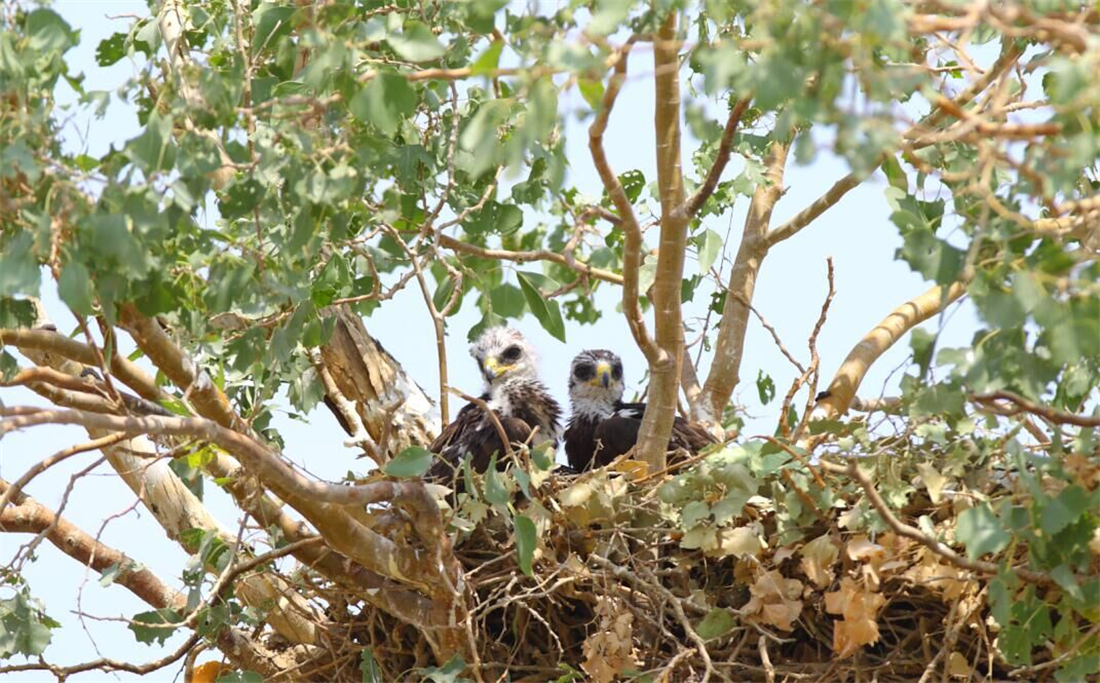 母雕雪中孵蛋,人工哺育角雕幼鸟