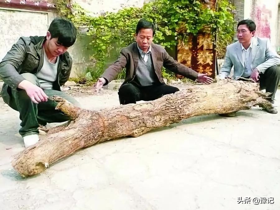 离了枣，内黄咋活？