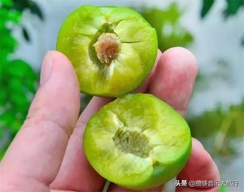 汶川三宝特色水果产业,汶川三宝果园