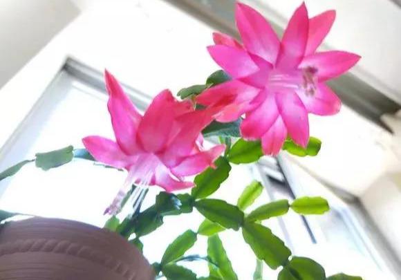 开花超美de仙人掌三千金：蟹爪兰、仙人指、假昙花，你能分清吗？