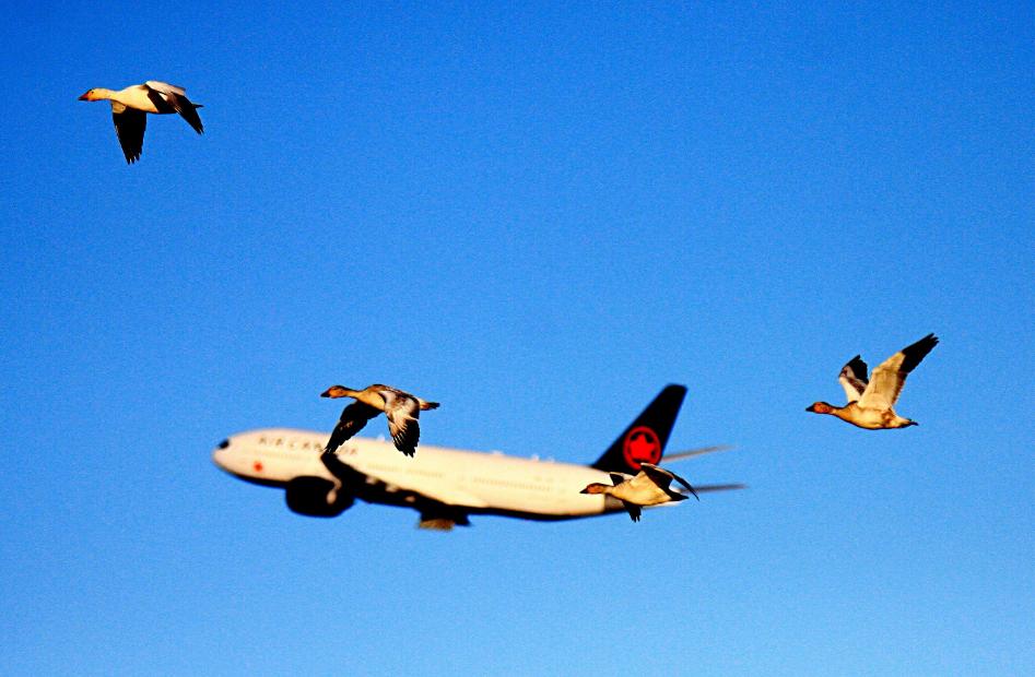 到底是鸟撞飞机还是飞机撞鸟,鸟撞飞机到底有多可怕