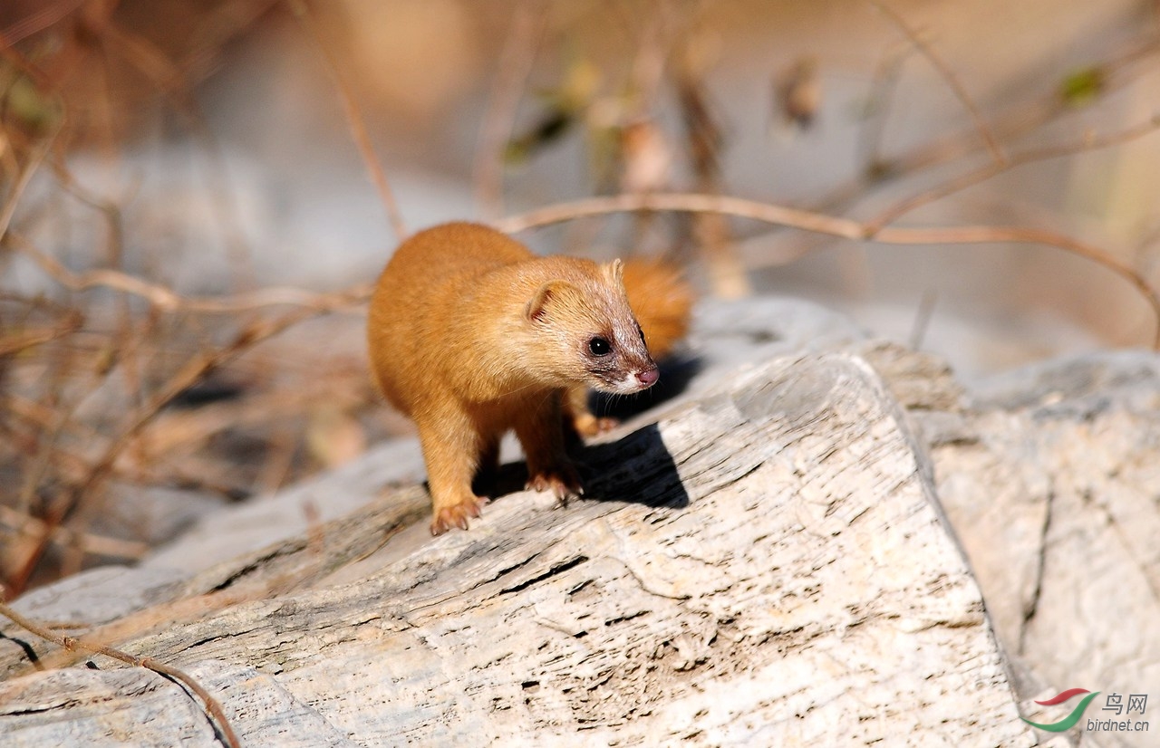 枪打黄鼠狼泡药酒，四川一男子被判刑！黄鼠狼为什么受保护？