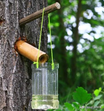 户外探险取水视频教程,户外探险必备十大技能