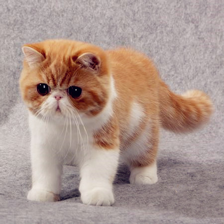 铲屎官怎么分辨自己家的猫,人生中的第一只猫