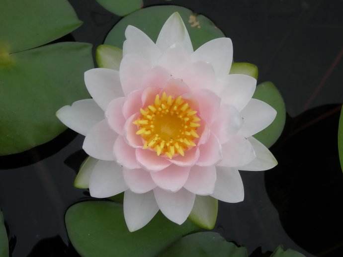 如果你来选择你会选择谁,如果让你来选择国花你会选什么