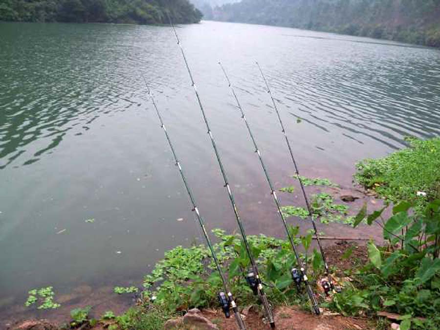 海竿钓不到鲤鱼怎么回事,海竿钓不到鲢鳙是什么原因