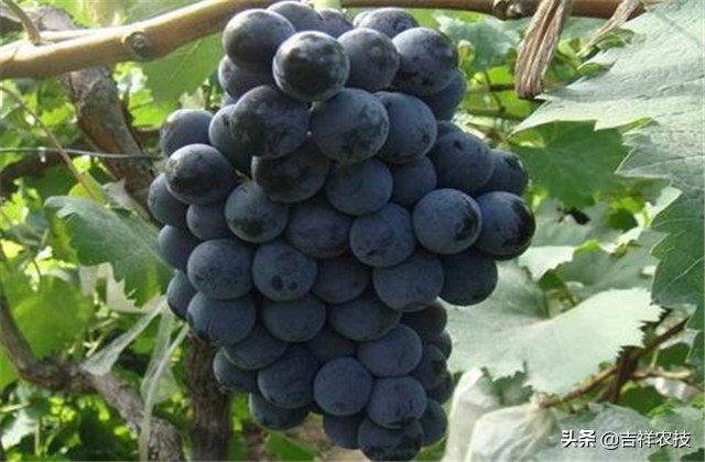 巨峰葡萄种植技术和管理,巨峰葡萄栽培技术全过程