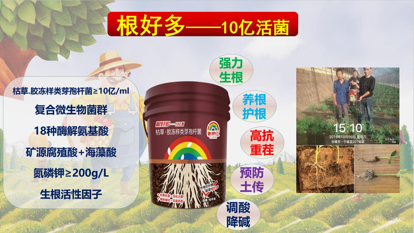 镰刀菌:土传病害的元凶，学会这一招，重茬，死苗不再怕！