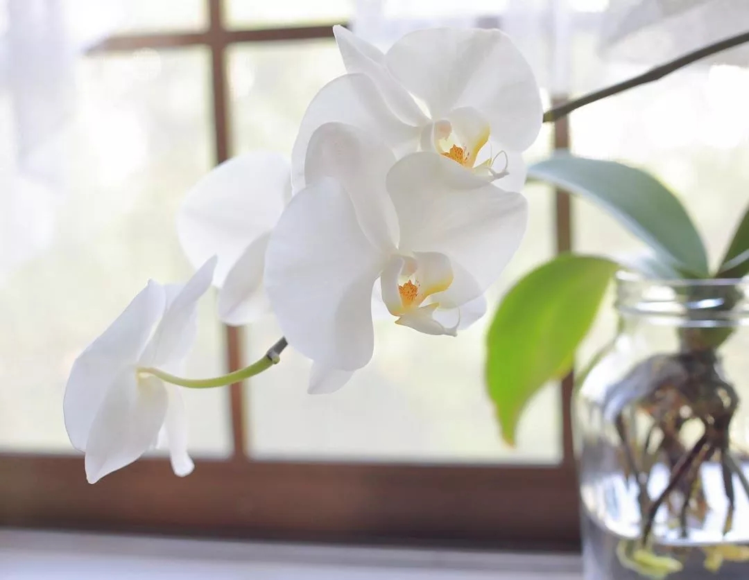 蝴蝶兰难养,蝴蝶兰开花后需要做好的养护要点