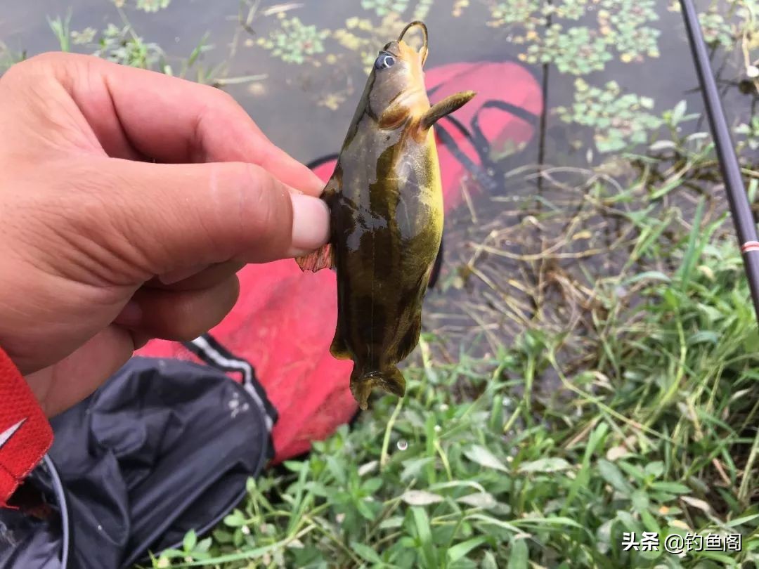 放生鱼入侵物种,放生入侵物种有惩罚吗