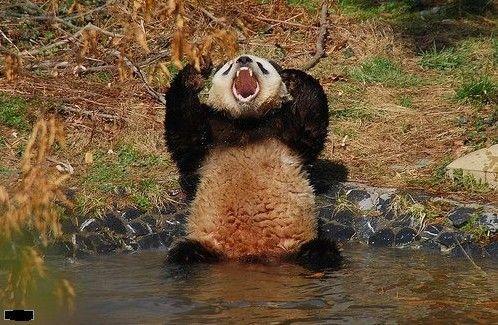 狗中什么犬更忠诚,狗中大熊猫