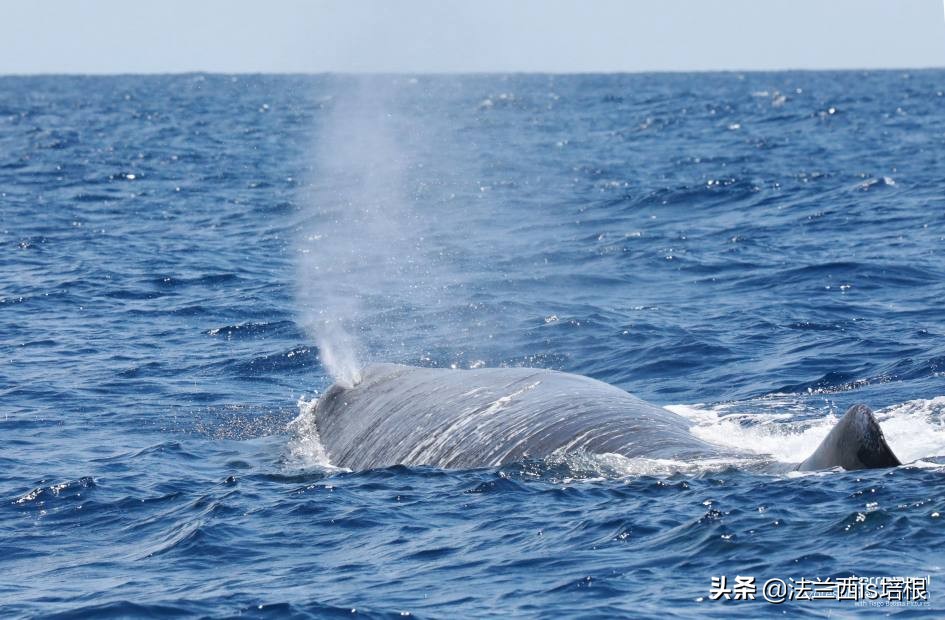 猫咪一直张嘴哈气会是卡住了吗,猫咪会打安哥拉兔吗