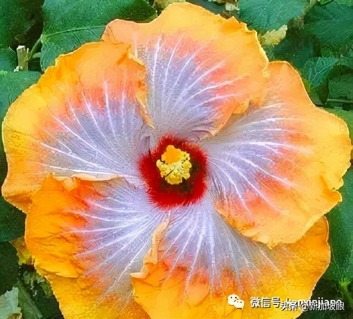 扶桑花和木槿花的区别图片,扶桑木槿花图片