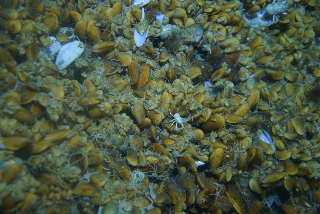 “冷泉”——深海荒原中的绿洲，发现可燃冰的信号