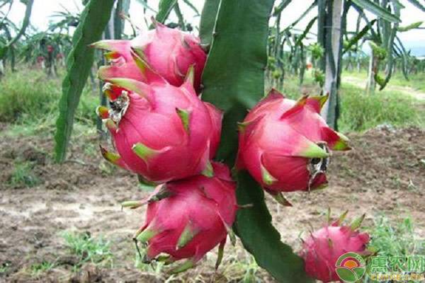 火龙果的种植技术和病虫害防治,如何防治火龙果里面有虫