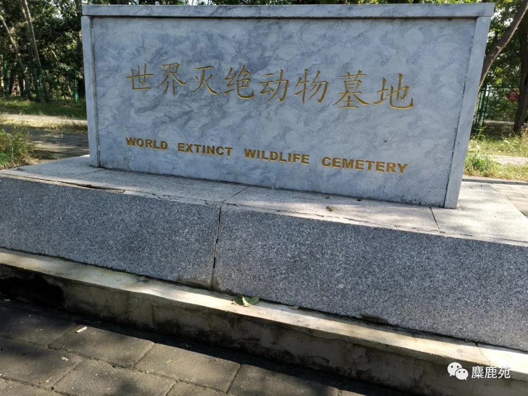 北京世界灭绝动物墓地,世界灭绝动物的墓地在哪里