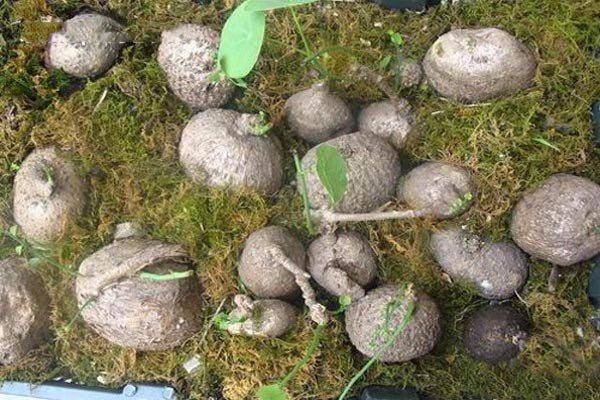 山乌龟的用处和不好的地方,野生山乌龟有什么作用