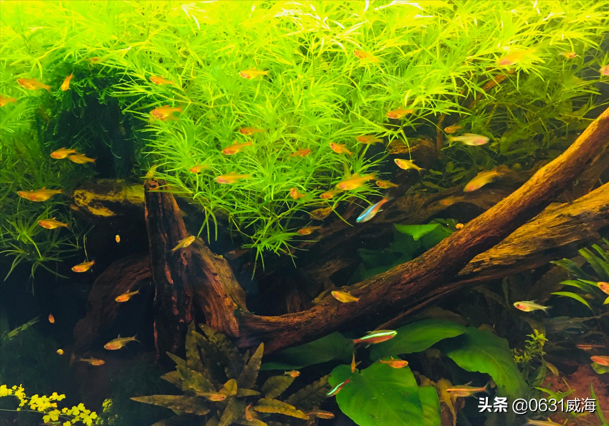 水草缸开灯设置时间,水草缸里的水草能维持多久