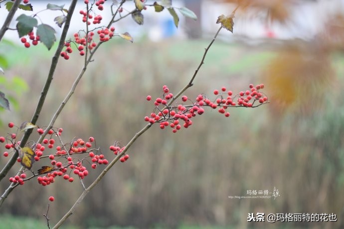 整个冬天都挂着的小红果，迷你山楂“冬果王”｜植物笔记
