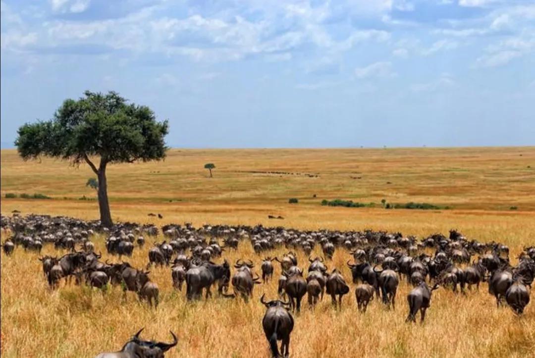 马赛马拉草原旅游攻略,马赛马拉草原上的草种类