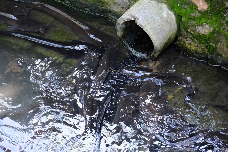 鲶鱼吃起来什么味道,鲶鱼吃得好不好