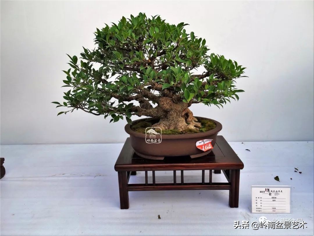 我喜欢的榕树盆景,泉州榕树盆景