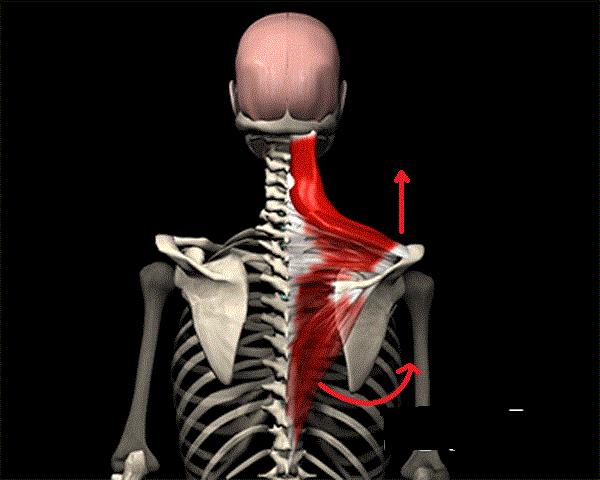 溜肩，长得再瘦体型也垮垮的。但溜肩常见这两种情况，别练错