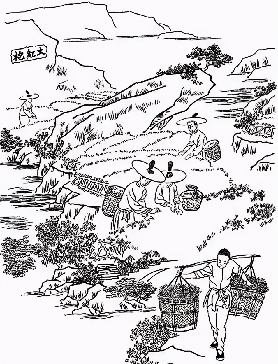 这份泡茶笔记值得收藏,武夷岩茶基本知识有哪些