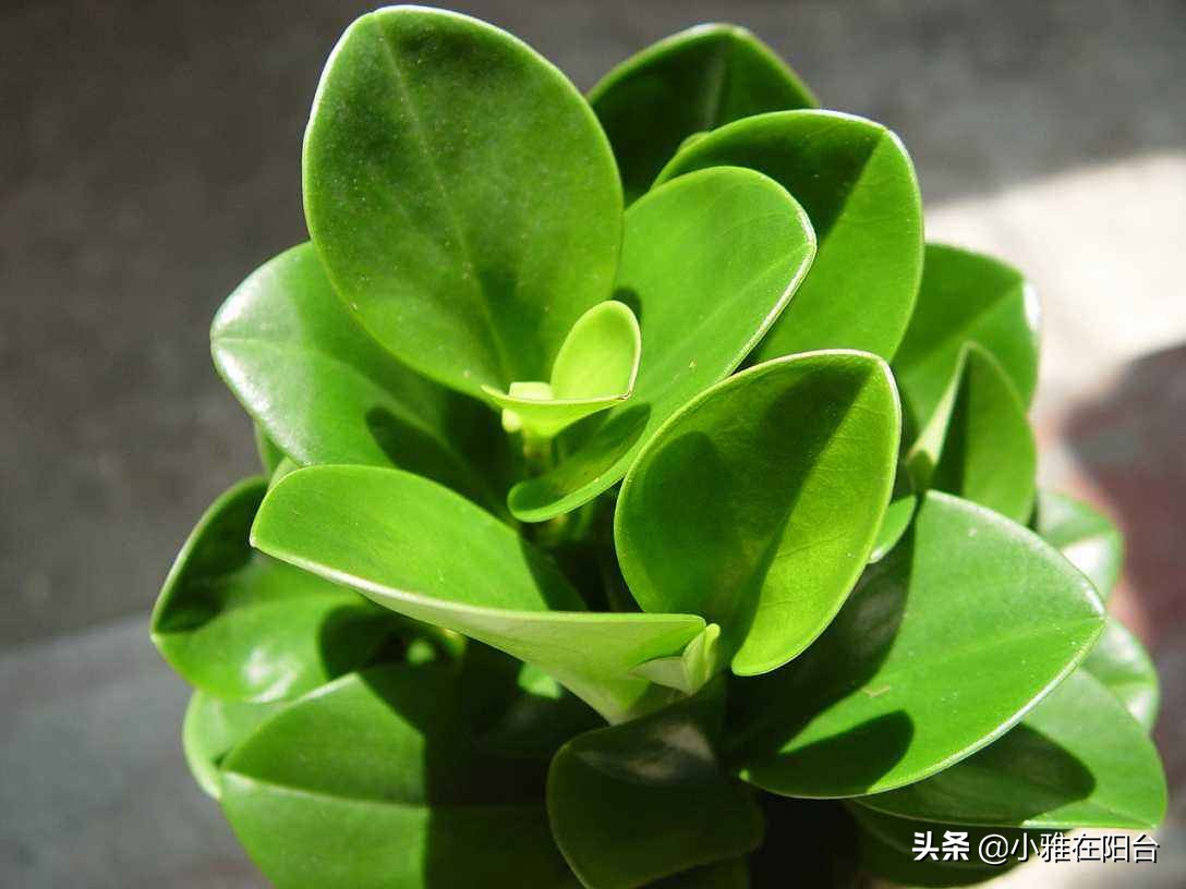 养碧玉叶子上可以喷水吗,养碧玉能养成独棵老桩吗