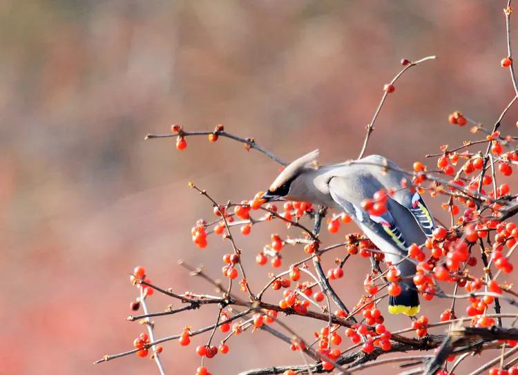 太平鸟拍到的视频,抓拍鸟的照片