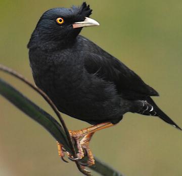 搜神记最新,搜神记神农幻境