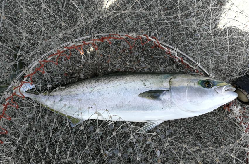 原神美食点评,江户前美食攻略