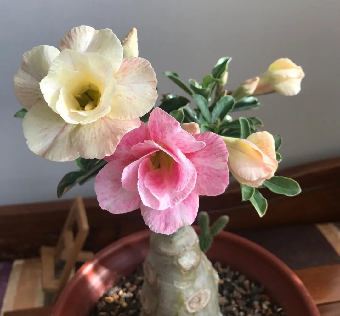 84个沙漠玫瑰品种，收起来慢慢看，待到来年春天选几种喜欢的养